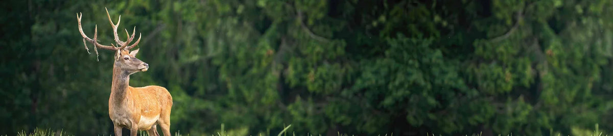Hunting